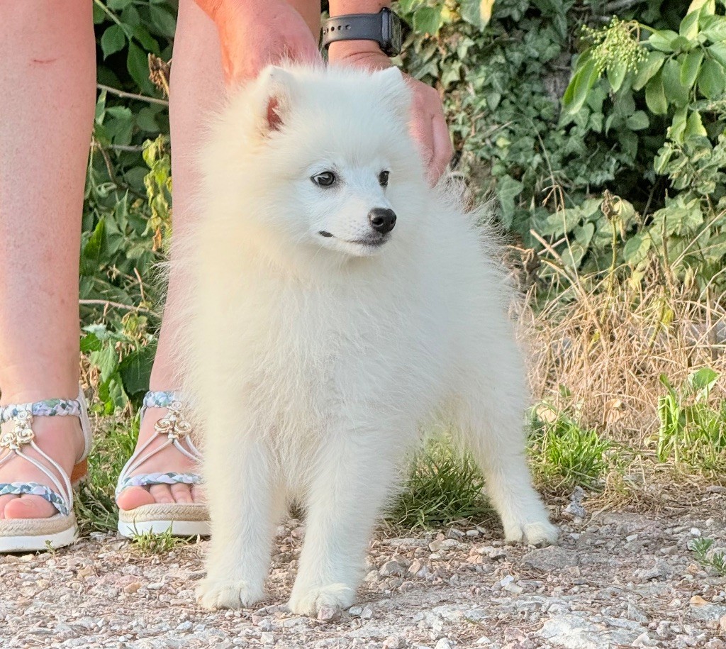 Des jardins de margaux - Chiots disponibles - Spitz japonais