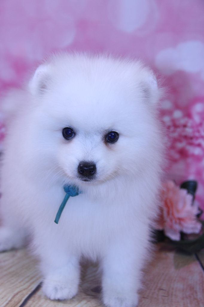 Des jardins de margaux - Chiots disponibles - Spitz japonais